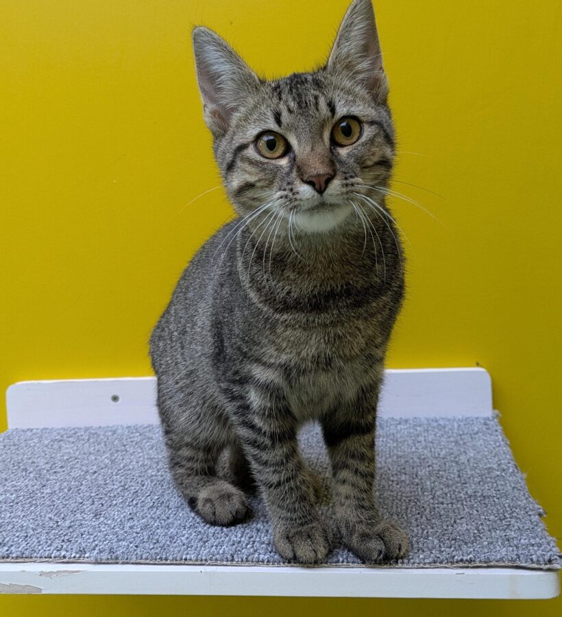 JUNGKATZEN