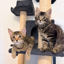 FRIEDA und CARINO