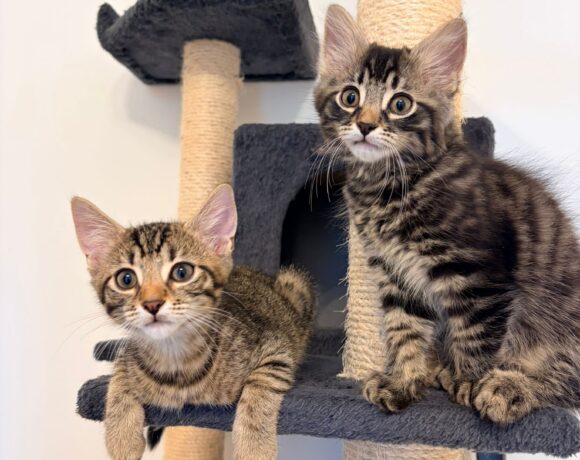 FRIEDA und CARINO FRIEDA und CARINO