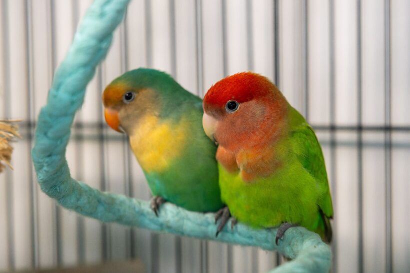 MANGO und PAPAYA MANGO und PAPAYA