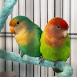 MANGO und PAPAYA