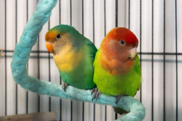 MANGO und PAPAYA