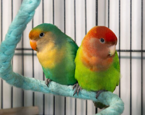 MANGO und PAPAYA