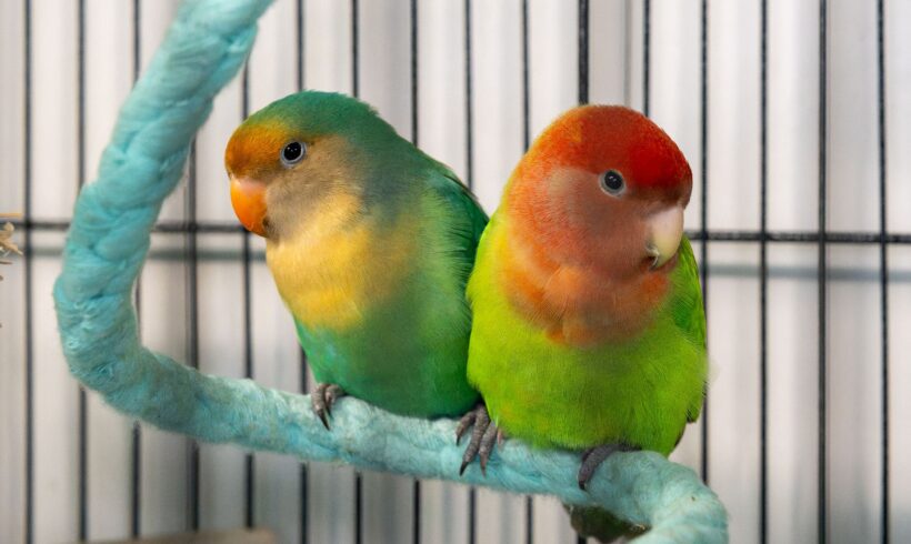 MANGO und PAPAYA MANGO und PAPAYA