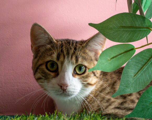 FELINO FELINO