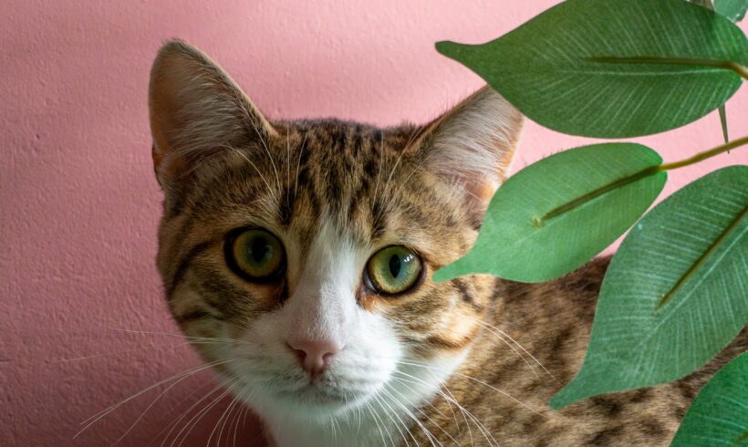 FELINO FELINO