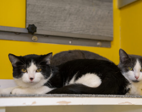 JUNGKATZEN JUNGKATZEN