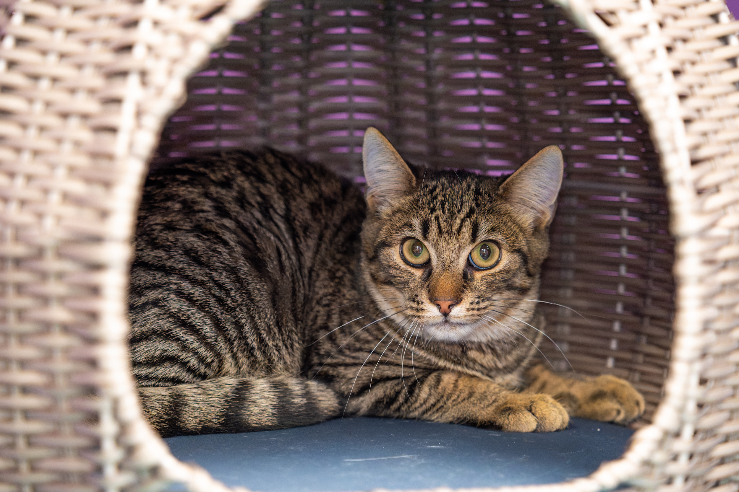 JUNGKATZEN JUNGKATZEN