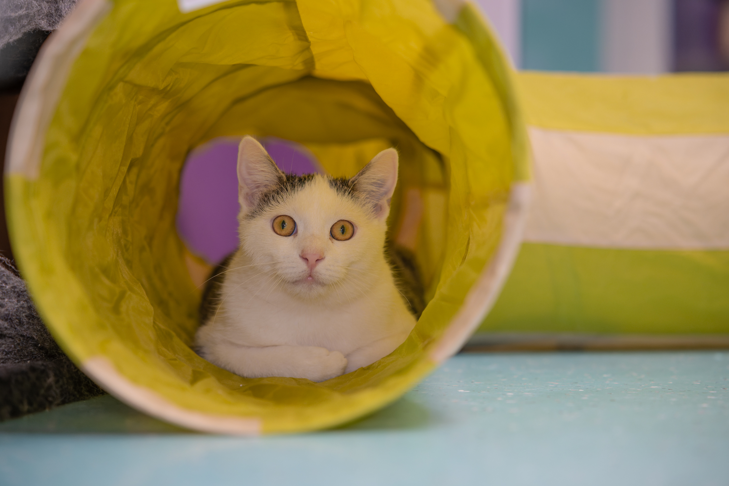 JUNGKATZEN JUNGKATZEN