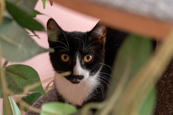 EDUARD