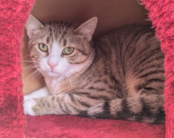 FELINO