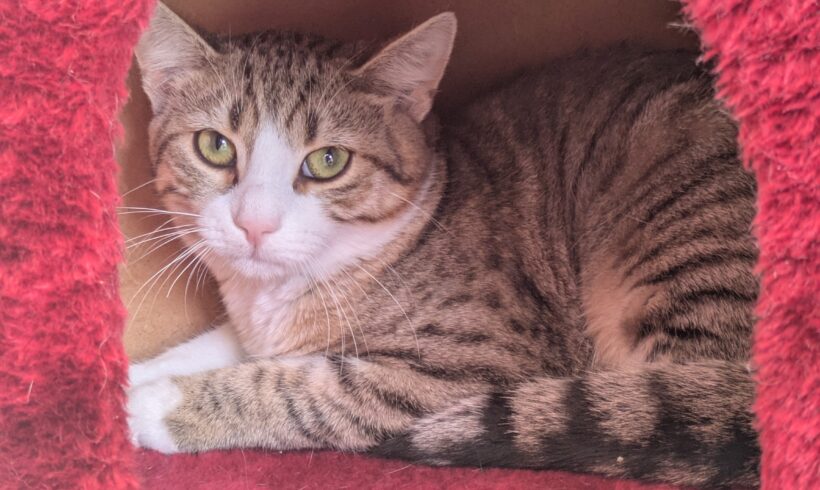 FELINO