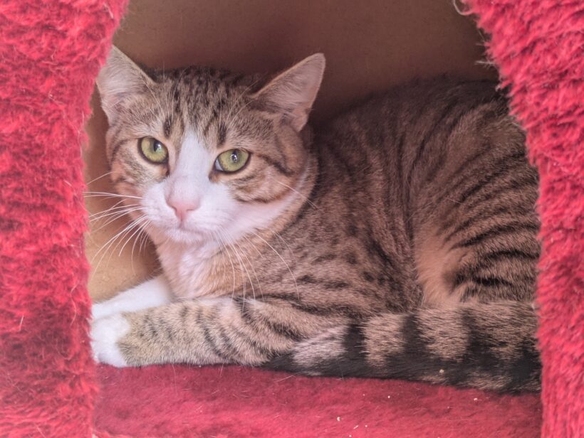 FELINO FELINO