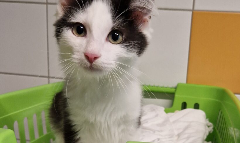 FLUFFY (SIR FLUFFINGTON)
