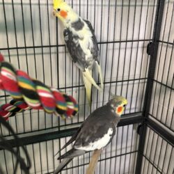 HEDWIG und HERIBERT