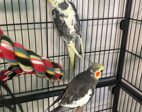 HEDWIG und HERIBERT HEDWIG und HERIBERT