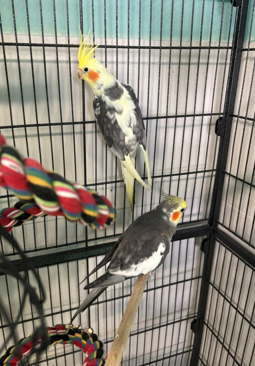 HEDWIG und HERIBERT HEDWIG und HERIBERT