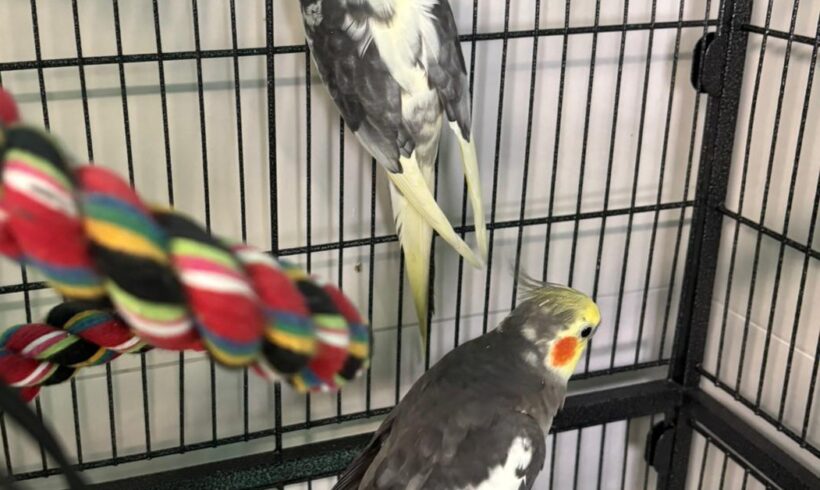 HEDWIG und HERIBERT