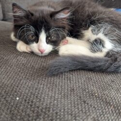 PENNY und LEONARD