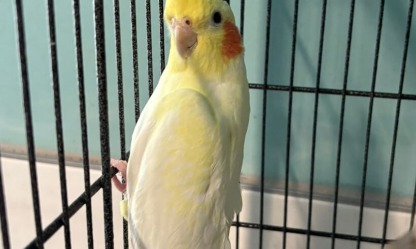 PAVAROTTI