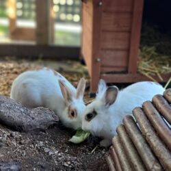SHARON und OZZY