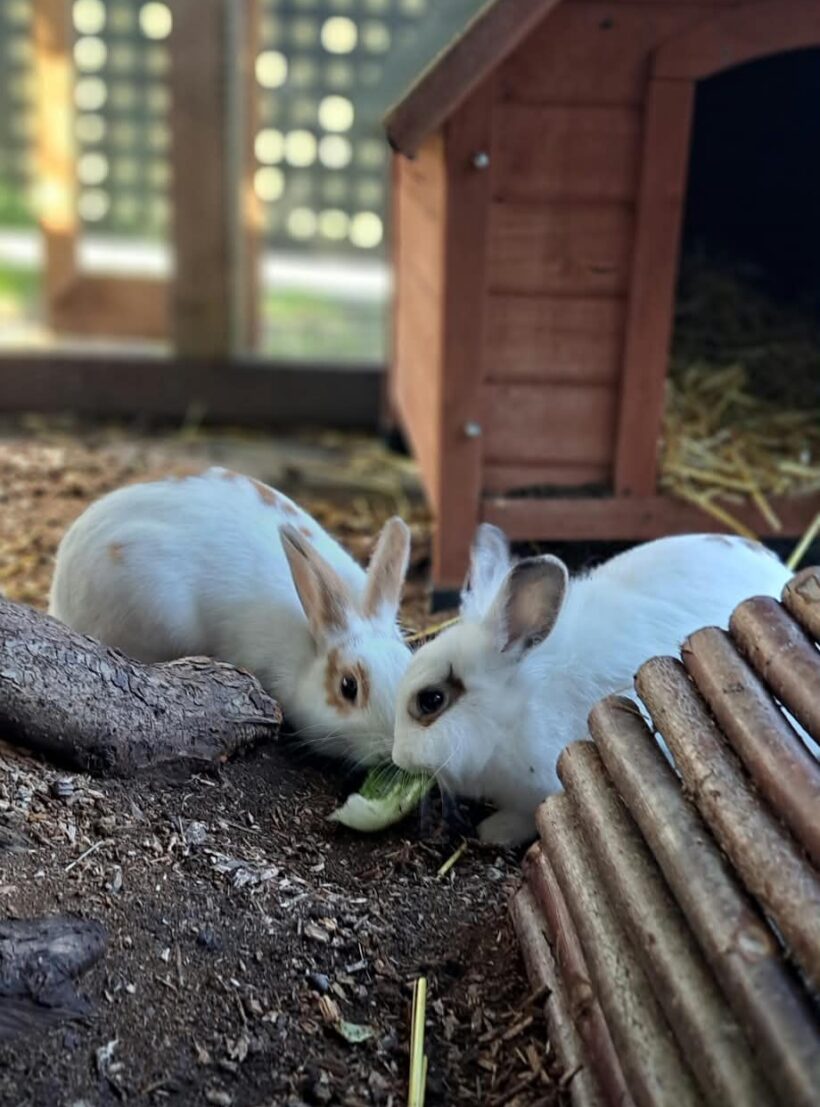 SHARON und OZZY SHARON und OZZY