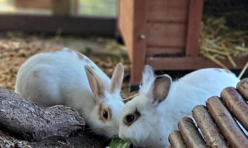 SHARON und OZZY