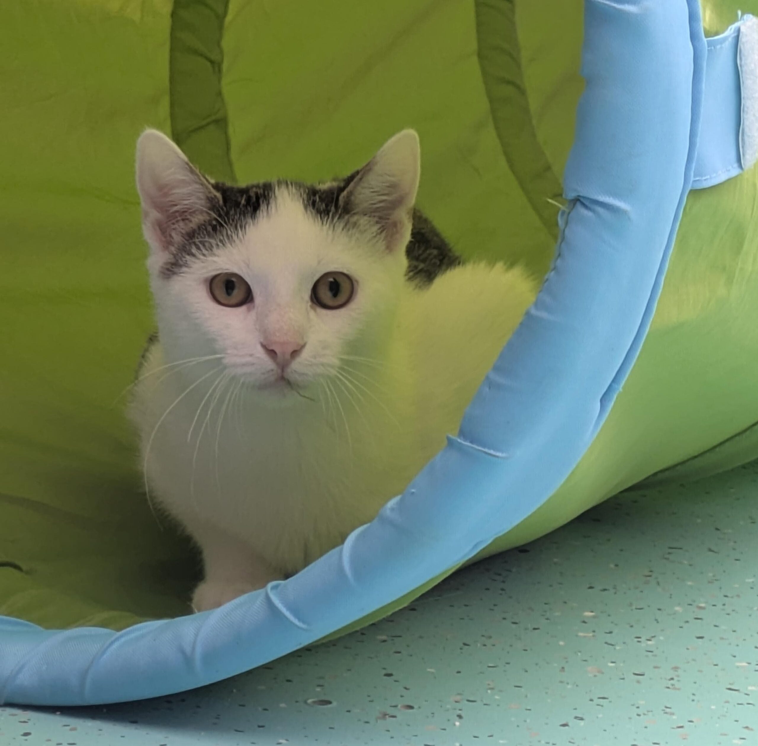 JUNGKATZEN JUNGKATZEN