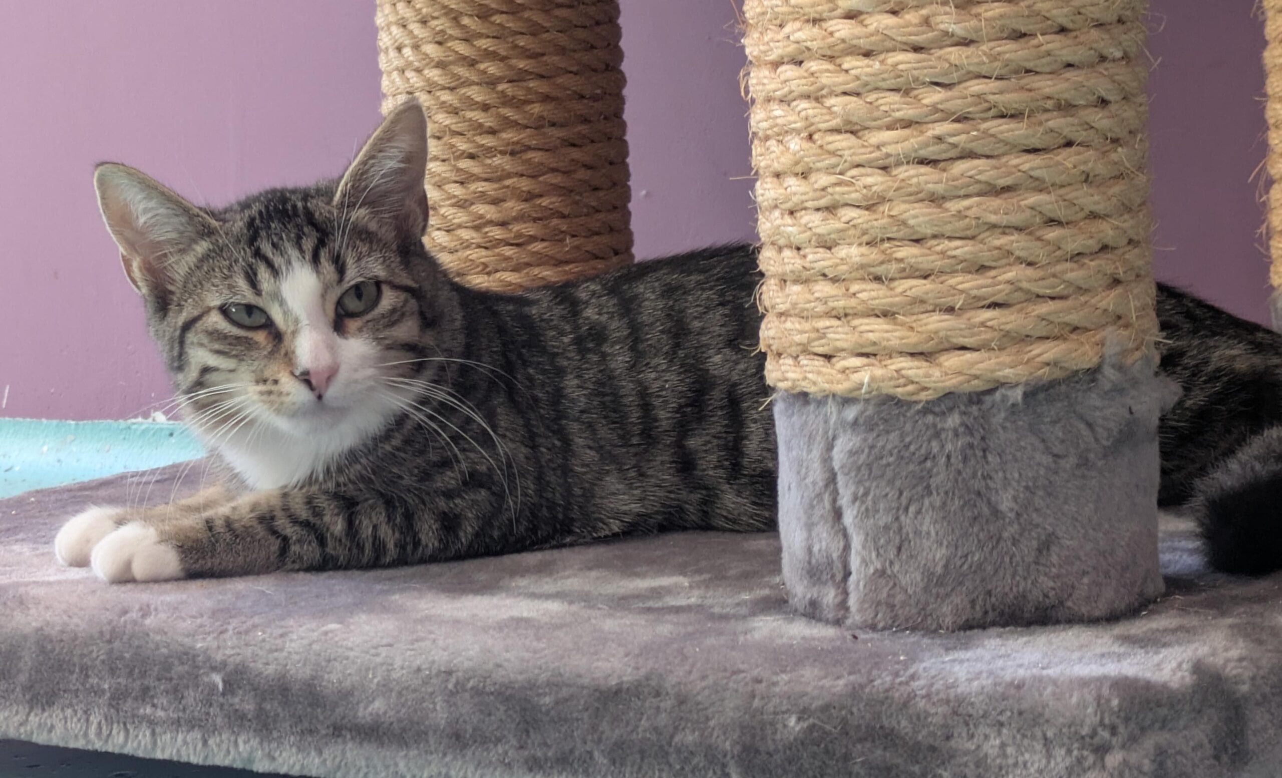 JUNGKATZEN JUNGKATZEN