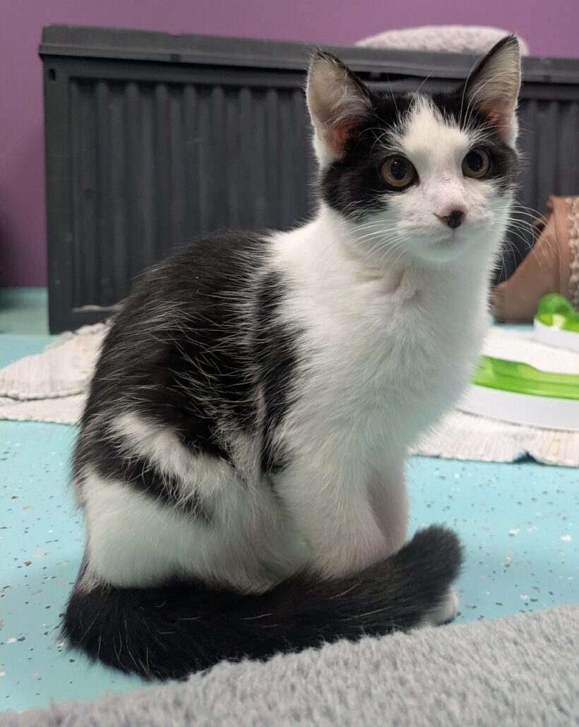 JUNGKATZEN
