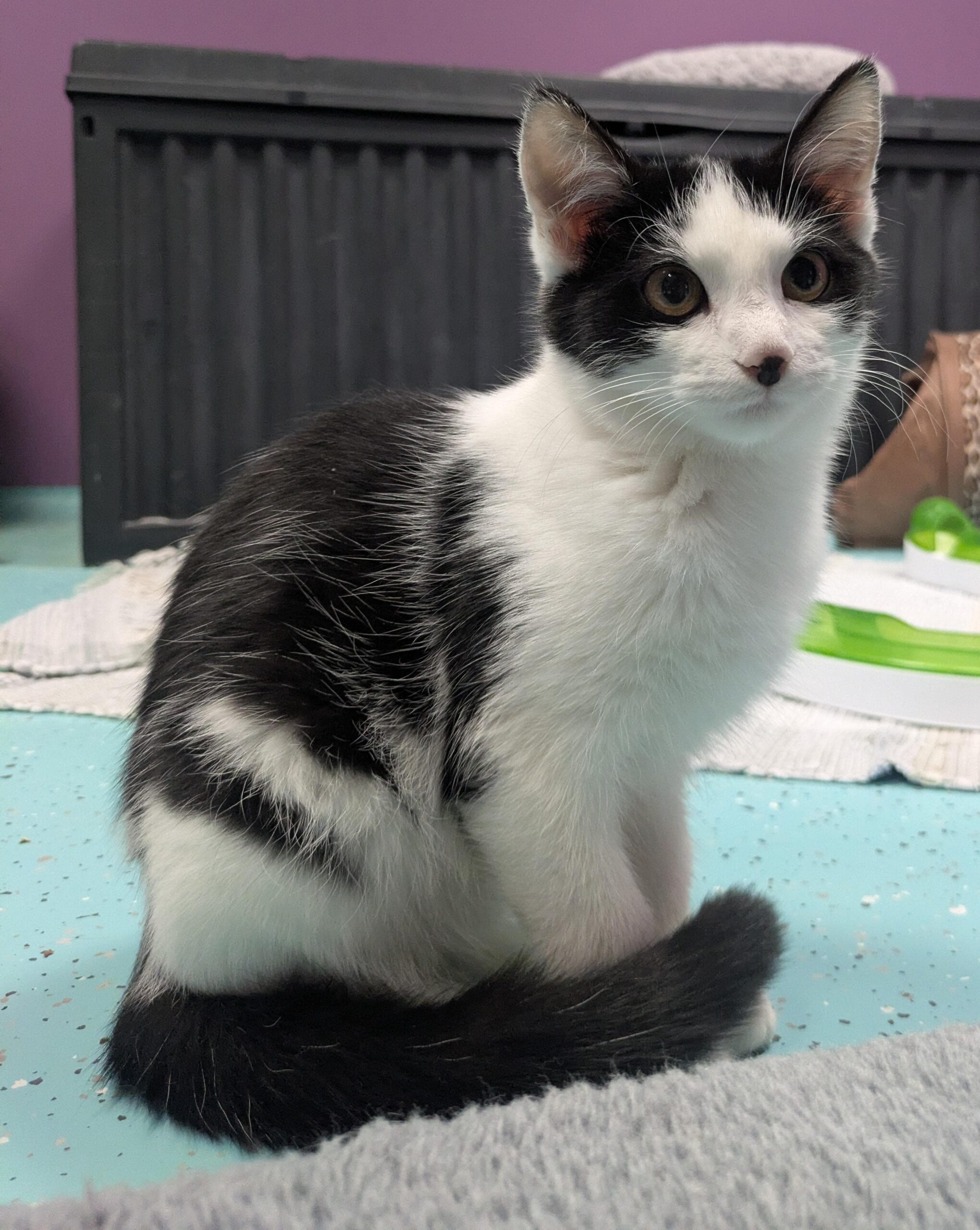 JUNGKATZEN JUNGKATZEN