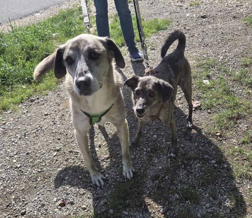MAYA und MYLO MAYA und MYLO