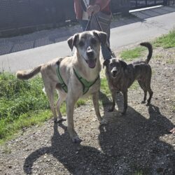 MAYA und MYLO