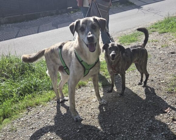 MAYA und MYLO MAYA und MYLO
