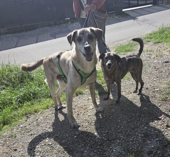 MAYA und MYLO