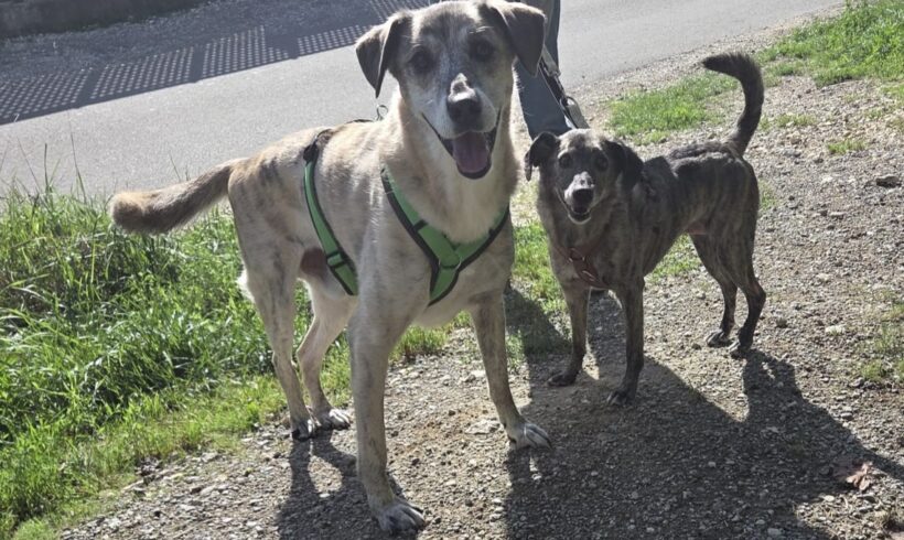 MAYA und MYLO