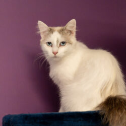ROSALIE