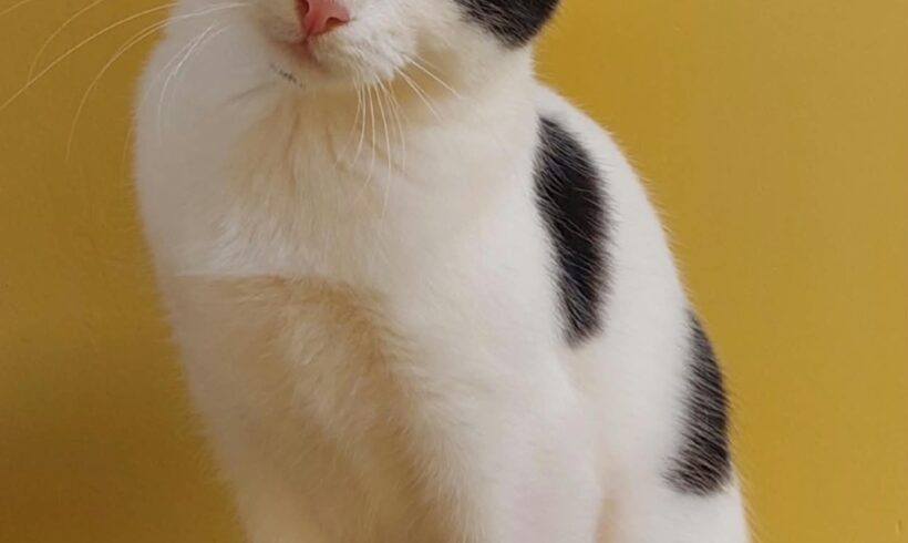 GIZMO
