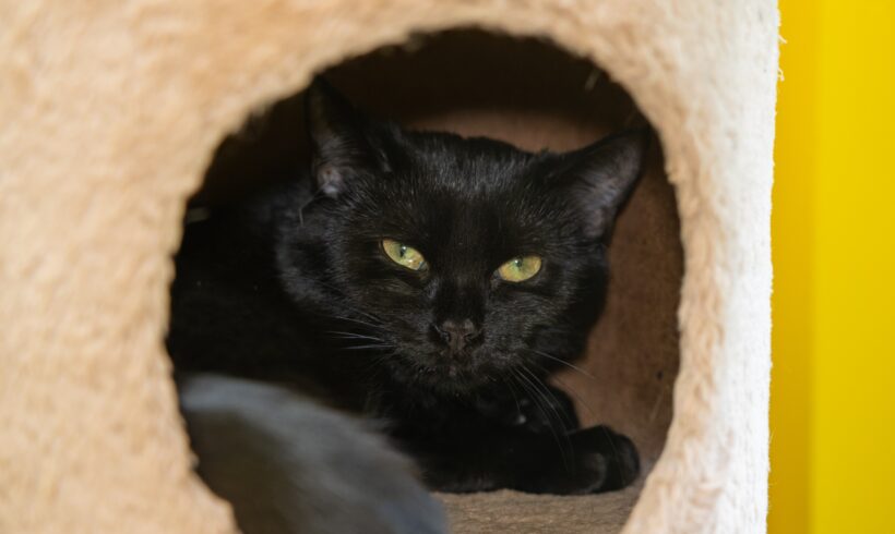 CHICO