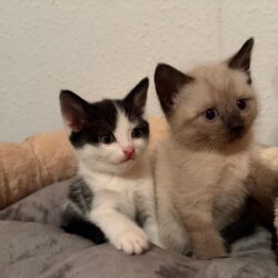 MINKA und FELIX