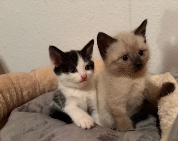 MINKA und FELIX MINKA und FELIX