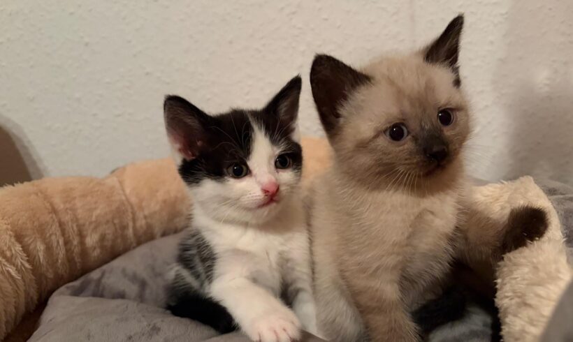 MINKA und FELIX MINKA und FELIX