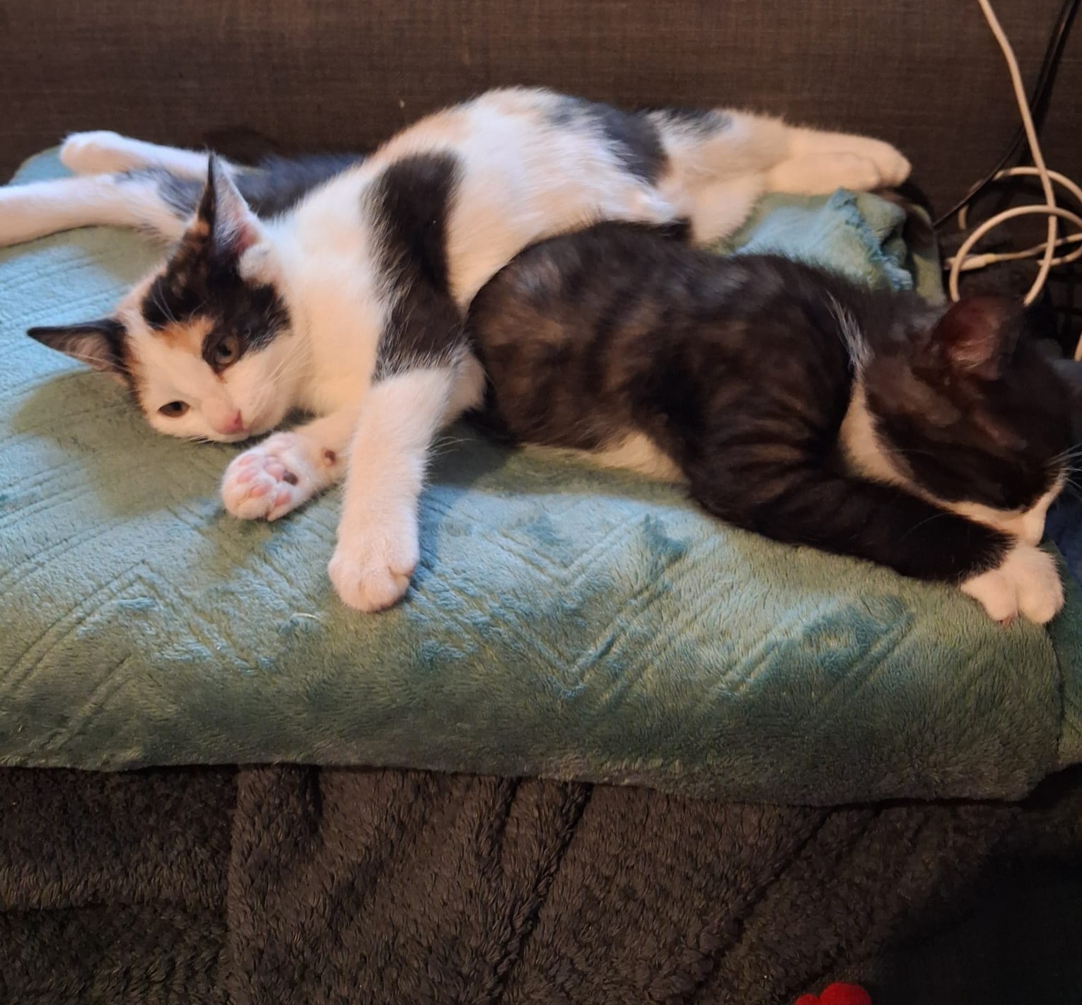 MOLLY und AMY MOLLY und AMY
