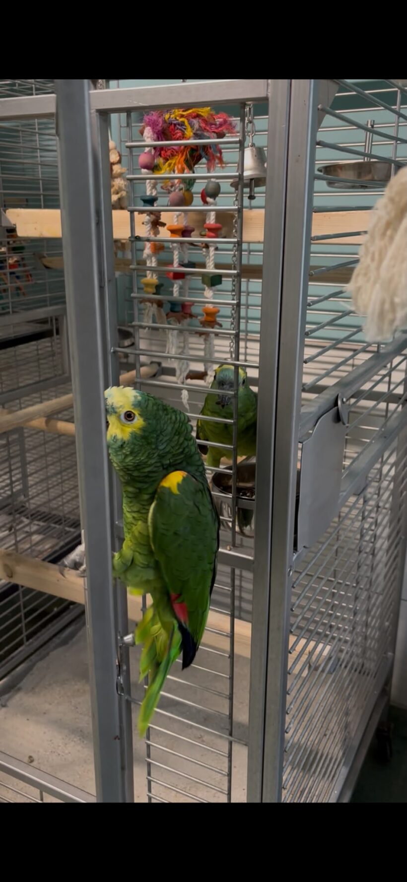 WANDA und COCO