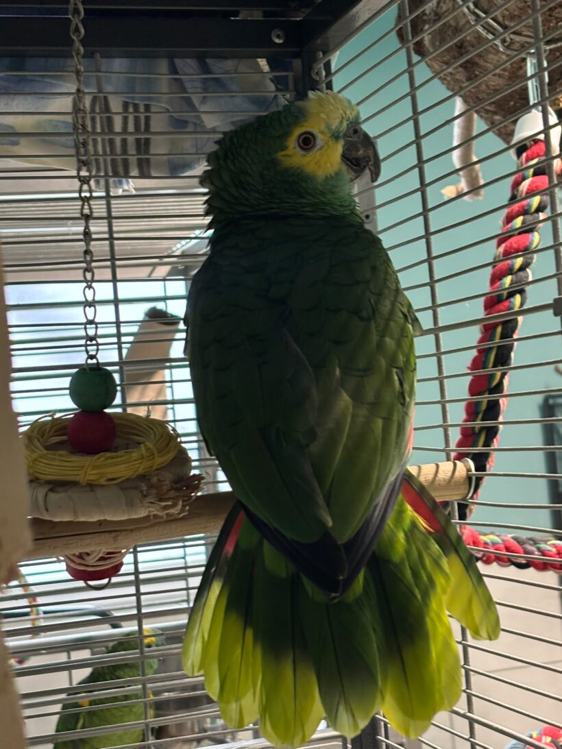 WANDA und COCO