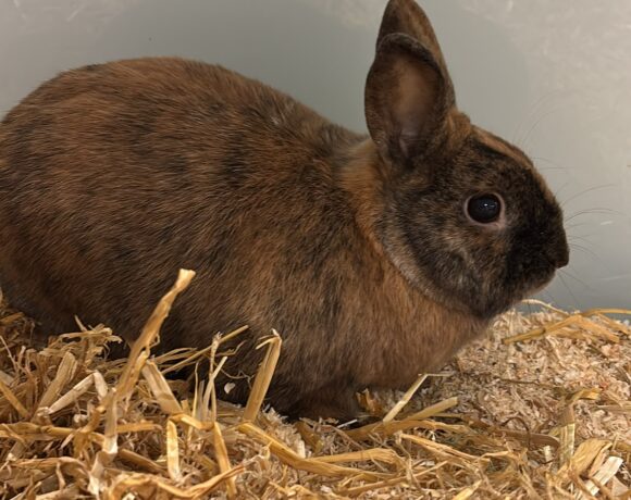 RÄUBER und RONJA RÄUBER und RONJA