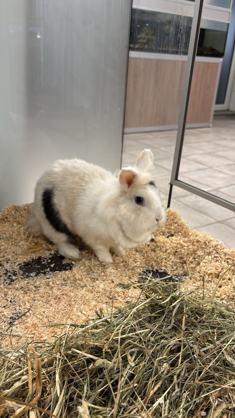 RÄUBER und RONJA RÄUBER und RONJA